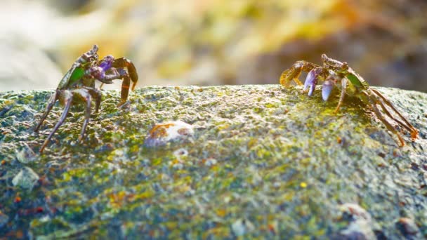 Crabes vivants broutant sur un rocher en Thaïlande — Video