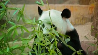 Tayland Chiang Mai hayvanat bahçesindeki dev panda sergi