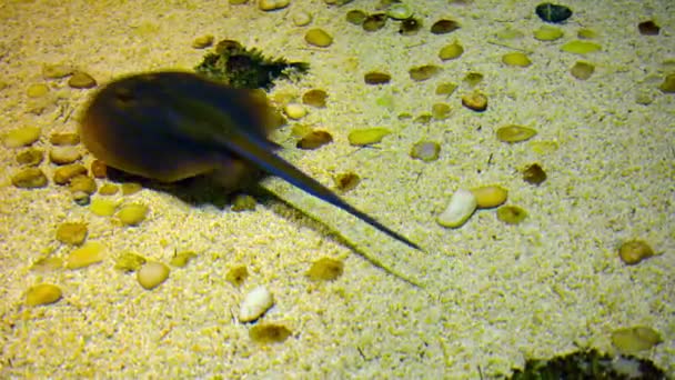 Shark and ray nadando en el acuario del zoológico de Chiang Mai en Tailandia — Vídeos de Stock