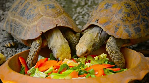 Schildpadden groenten eten in de tentoonstelling Reptile in Chiang Mai dierentuin in Thailand — Stockvideo