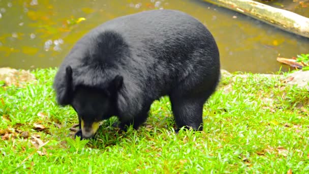 Oso negro asiático en el zoológico de Chiang Mai en Tailandia — Vídeo de stock