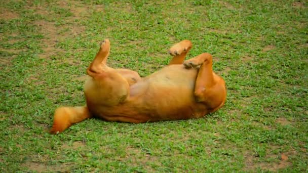 Mannelijke rollen in gras in Vang Vieng hond. Laos — Stockvideo