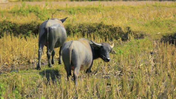 Pair of Water Buffalo Near Luang Prabang. Laos — Stock Video