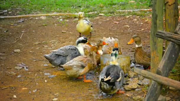 Enten trinken aus einem Eimer in Vang Veng. laos — Stockvideo