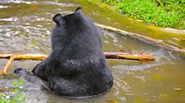 Trois Petits Ours Noir Bebe Jouant Avec Une Branche Arbre Video Wes242 C