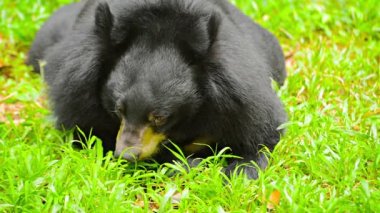 Asya siyah ayı Tayland Chiang Mai Hayvanat Bahçesi'nde rahatlatıcı