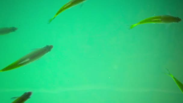 Közeli kép a nagy iskola színes halak Laoszban — Stock videók