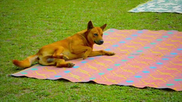 Male Dog Rolling on Picnic Blanket at Vang Vieng. Laos — Stock Video