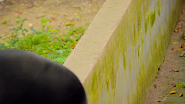 Asian Black Bear on a Wall at Chiang Mai Zoo in Thailand — Stock Video