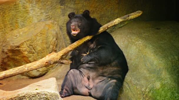 Asian Black Bear Scratches Back with Log no Zoológico de Chiang Mai na Tailândia — Vídeo de Stock