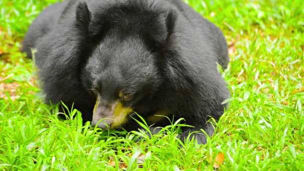 Urso preto asiático relaxante no jardim zoológico de Chiang Mai, na Tailândia — Vídeo de Stock