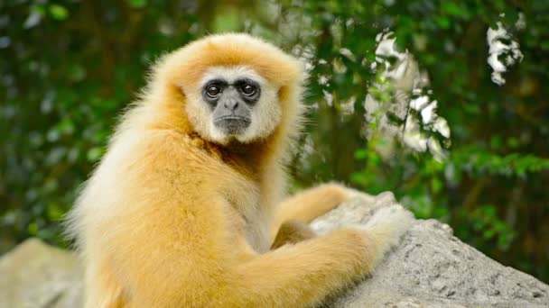 Ameaçado Lar Gibbon a olhar para a câmara no jardim zoológico de Chiang Mai — Vídeo de Stock