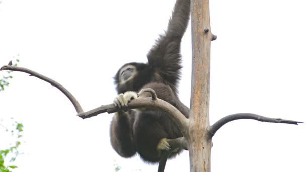 Solitary Siamang Gibbon at Chiang Mai Zoo in Thailand