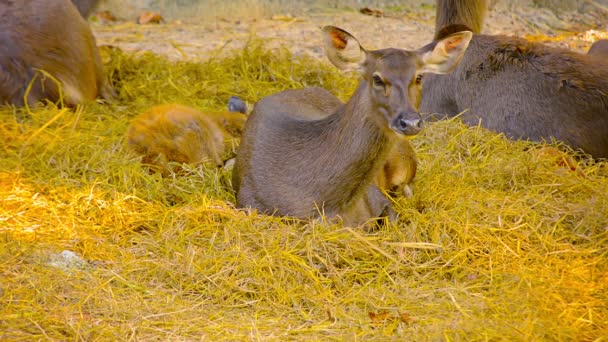 Mother doe watches over her baby at Chiang Mai Zoo in Thailand — Stock Video