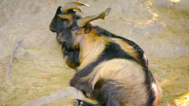 Les chèvres dans leur enclos au zoo de Chiang Mai en Thaïlande — Video