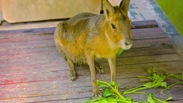 Wallaby comiendo Verdes en Chiang Mai Zoo en Tailandia — Vídeos de Stock