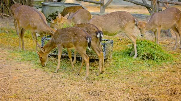 Alimentazione dei cervi Axis in cattività allo zoo di Chiang Mai in Thailandia — Video Stock