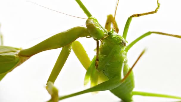 Praying Mantis eten een sprinkhaan — Stockvideo