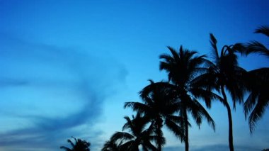 Sukhothai. Tayland - Circa Kasım 2013: Palmiye ağaçları kararmasına karşı siluet. Tayland milli marşı bir kamu adres sistemi üzerinde çalış gibi akşam gökyüzü. ses ile.
