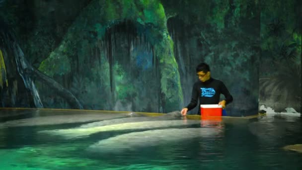 SINGAPUR - CIRCA FEB 2015: Trabajador de cuidado de animales en un zoológico de Singapur. alimentar a los manatíes con su comida habitual . — Vídeo de stock