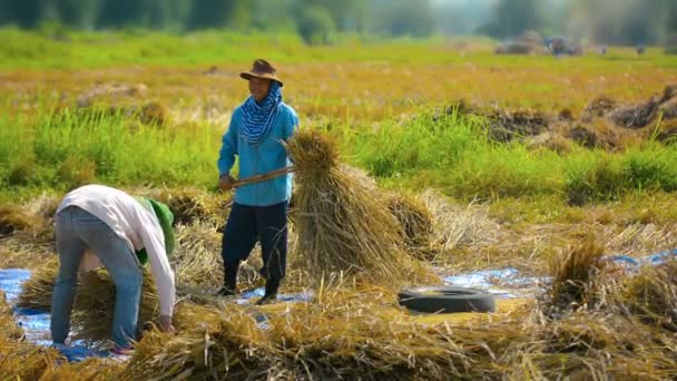 Chiang rai. Thailand - ca. Dez 2013: Landarbeiter bündeln Reisstiele zum Dreschen bei der Ernte in der Nähe von Chiang Rai. Thailand. — Stockvideo