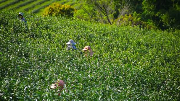 チェンライ。タイ - 2013年12月頃:チェンライ近くの農場で茶葉を収穫する農業従事者。タイ。商業生産用. — ストック動画