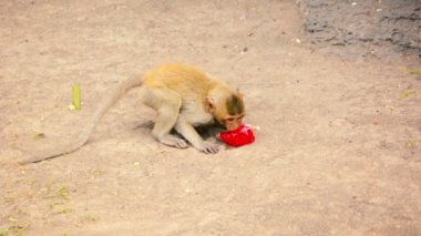 Young Monkey Bites Into Plastic Bag to Drink