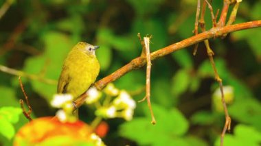 Chiang Mai yakınlarındaki Oryantal Beyaz Göz Kuş. Tayland