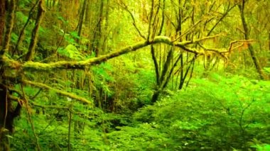 Bozulmamış. Chiang Mai yakınlarındaki Jungle Wilderness. Tayland