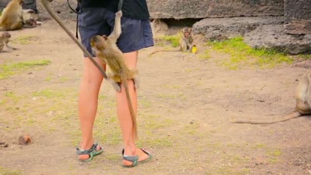 Macacos escalando um turista para roubar comida — Vídeo de Stock