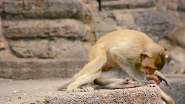 Caranguejo Juvenil Comendo Macacos. Wrestling em Tailândia — Vídeo de Stock