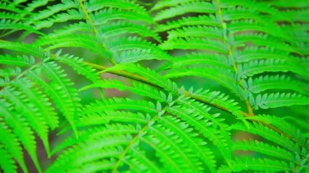 Feuilles composées sur une plante sauvage en Thaïlande — Video