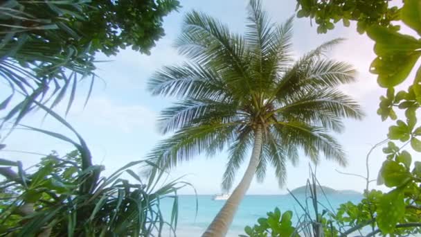 Tropické stromy a kokosové palmy na pobřeží oceánu. Thajsko. Similan-ostrovy — Stock video