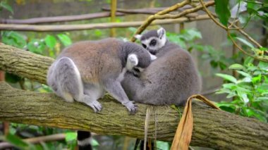 Hayvanat Bahçesinde Birbirini Tımar eden Halka Kuyruklu Lemurlar Çifti