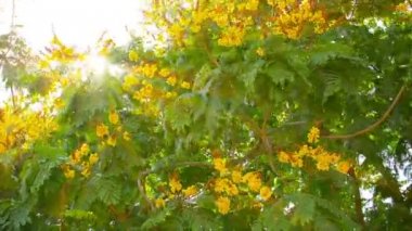 Yellow Flame Tree fluttering and swaying in a moderate breeze in Thailand