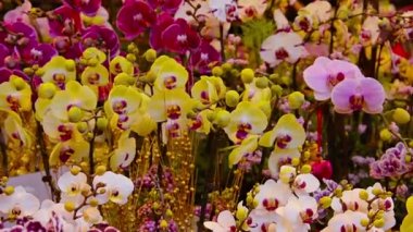 Güzel. Saksılı Orkideler. Hafif Bir Esintide Sallayarak.