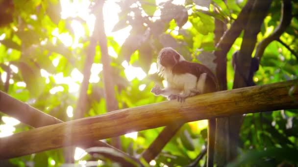Bomullstopp Tamarin Monkey äta på Zoo — Stockvideo