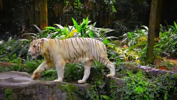 White Tiger in his Habitat at a Zoo — Stock Video