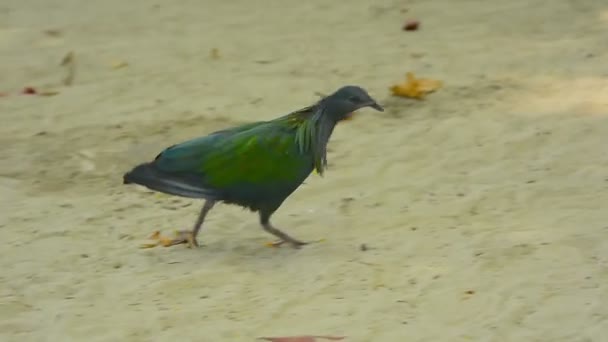 Schöne Nikobartaube, die im Sand wandert — Stockvideo