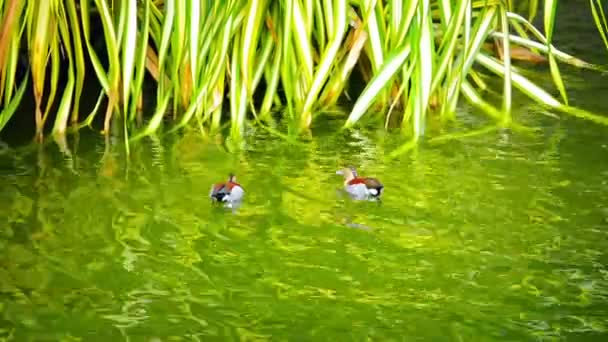 Patos coloridos con plumaje modelado nadando en un estanque de jardín — Vídeos de Stock