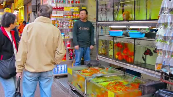 Downtown Pet Shop Hongkongban megjelenítő tartályok tele élénk színű trópusi halak kívül. — Stock videók