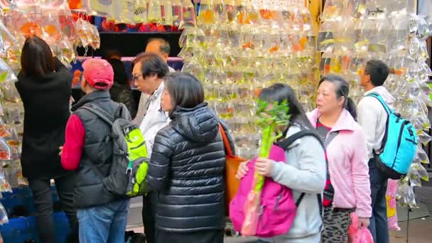 香港のペットショップでは、ビニール袋に鮮やかな色の熱帯魚を販売しています。店の外に表示されます。通行人に. — ストック動画