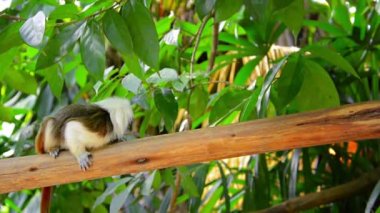 Sinir Pamuk Top Tamarin Monkey. Hayvanat Bahçesinde Tehlike Taraması