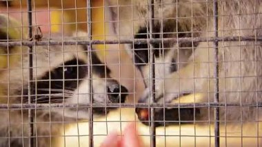 Kafeste El Besleme Sevimli Rakunlar