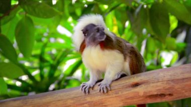 Küçük Pamuk-top Tamarin Monkey. hayvanat bahçesinde onun ayırt edici kahverengi ve beyaz kürk ile