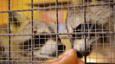Çok Sevimli Rakunlar Bir Kafeste El Beslenen olmak