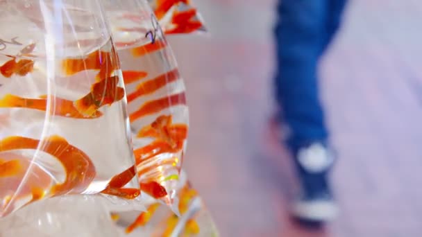 Orange Mollies for Sale at a Streetside Vendor's Stand — Stock Video