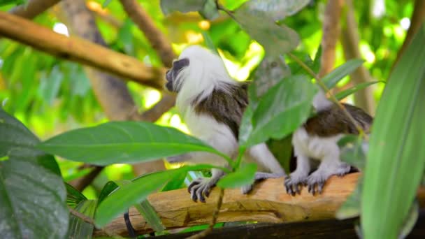 Paire de Haut de Coton Tamarin Singes au Zoo 