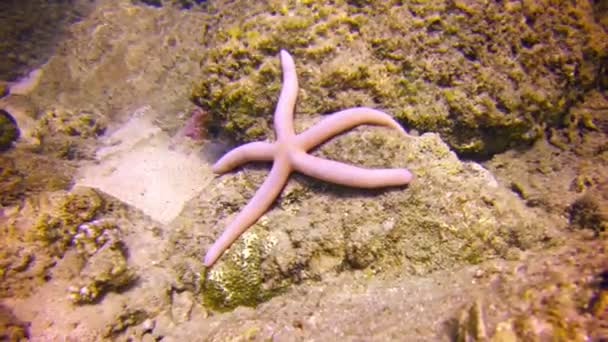 タイムラプスで岩の上を這うピンクのヒトデの水中ショット — ストック動画