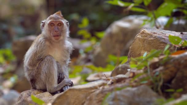 Solitary Monkey hänger ut — Stockvideo